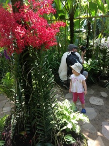 The Orchid Gardens at Singapore Botanic Gardens.