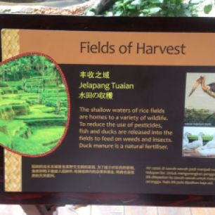 This is so cool! In the rice paddies of... Well, I guess we'll have something to talk about on the ride home.