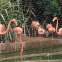 Pink flamingoes.