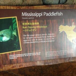Hey look! Did you know the Mississippi Paddlefish...? Okay later.