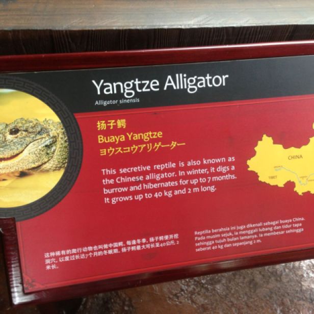 Ooh, interesting! It says here that the Yangtze Alligator... uh.