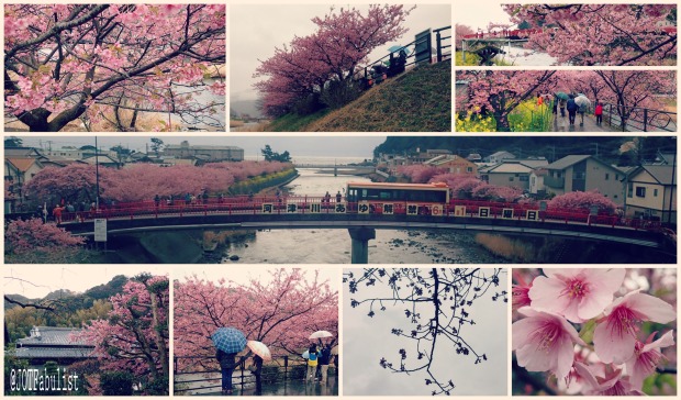 Kawazu Cherry Blossom Festival 2014 Collage